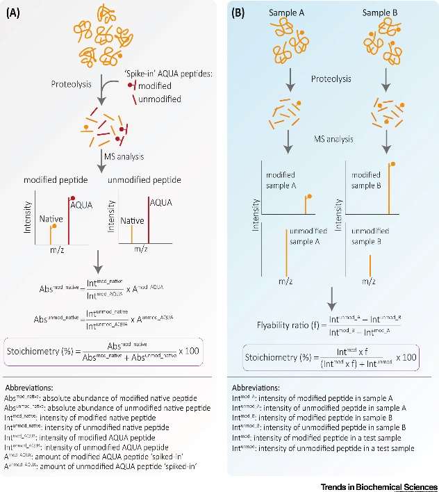 Figure 1. Analysis of PTM Site Stoichiometry by AQUA and Label-Free Quantification.