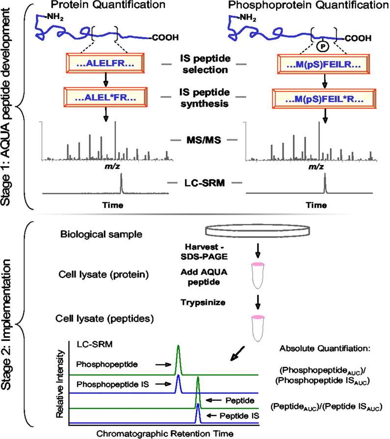 Absolute Quantification in Biological Sciences