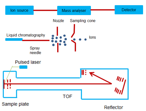 Accurate Mass Measurement Mass Spectrometry