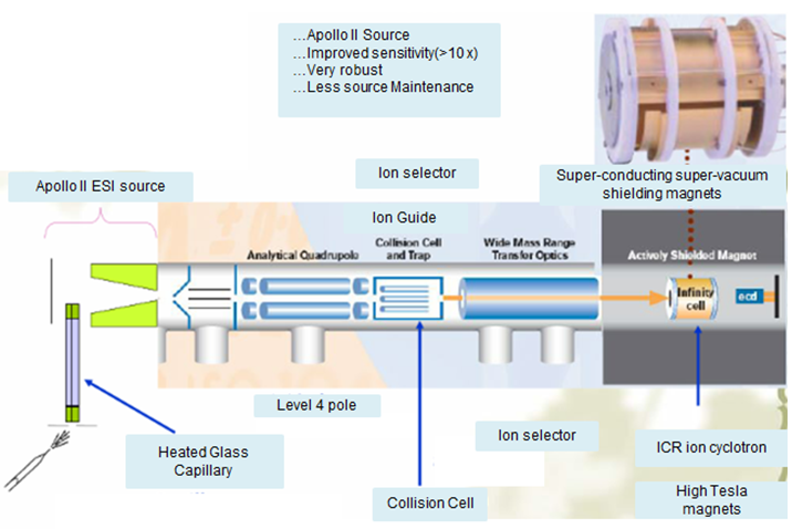 Composition of FT-ICR MS