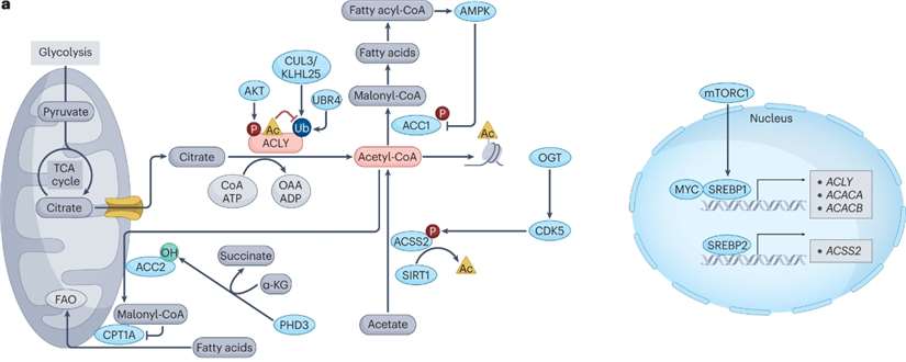 Transcriptional and post-translational regulation of acetyl coenzyme A (acetyl-CoA) metabolic enzymes in normal cells