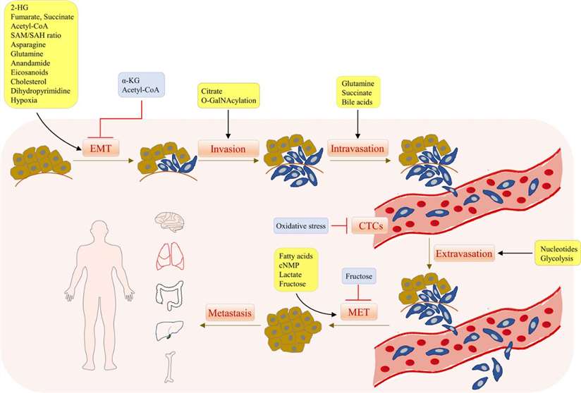 Metabolites modulate the tumor metastasis cascade