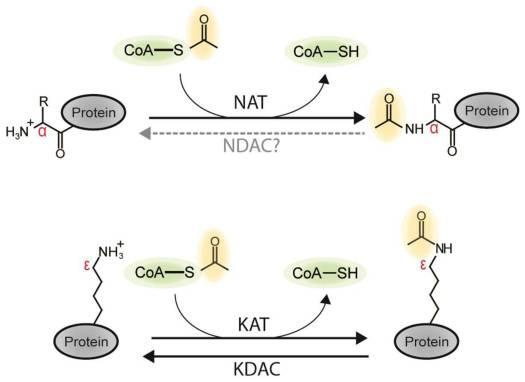 Figure 1. Schematic outline of N-terminal and lysine protein acetylation