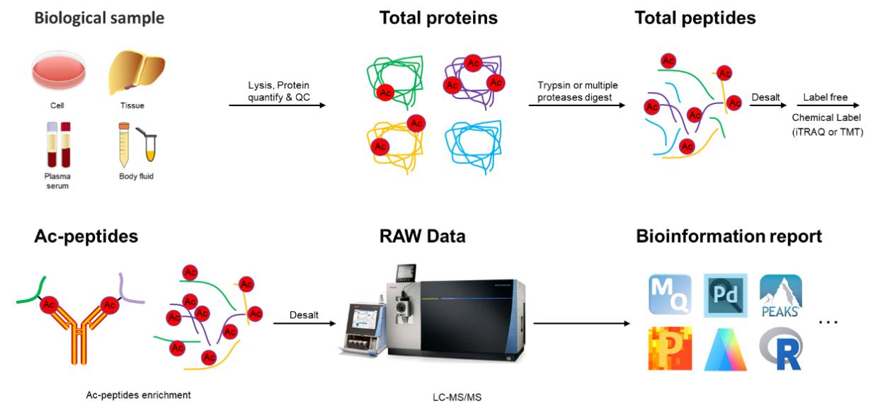 Figure 2. General workflow elements for Acetylome characterization in biological samples. Abbreviation: Ac-Acetylation.