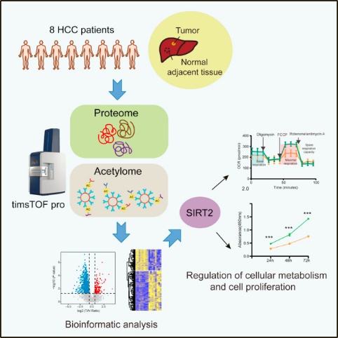 Figure 1. Workflow of quantitative acetylome in HCC.