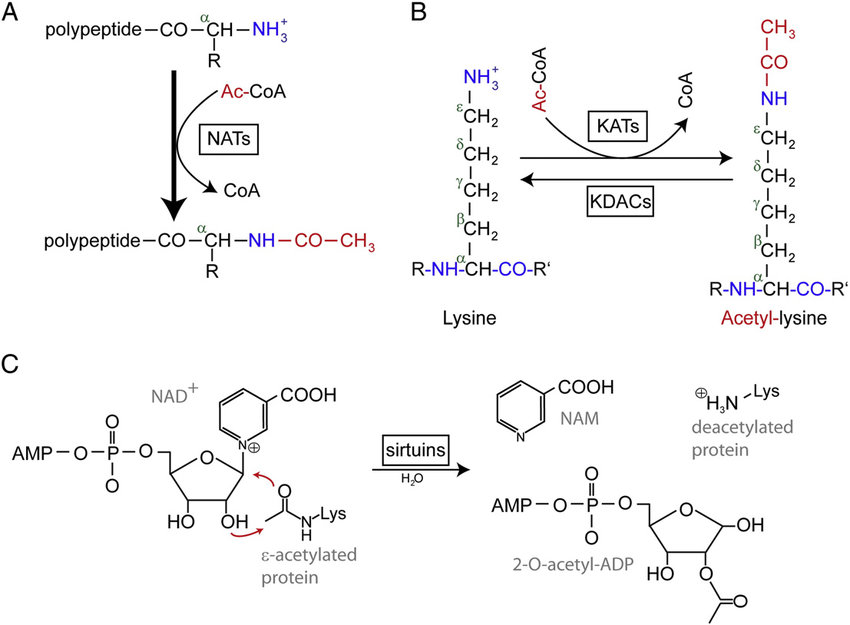 Schematic overview of acetylation and deacetylation.