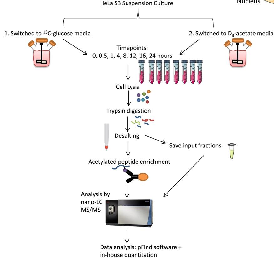 Metabolic Labeling and Workflow.