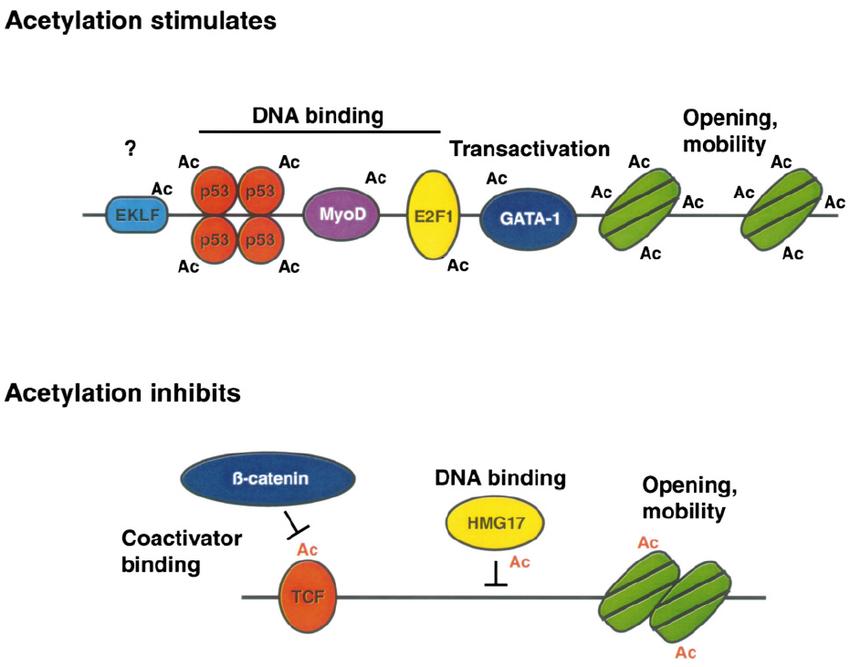 Factor acetylation regulates transcription