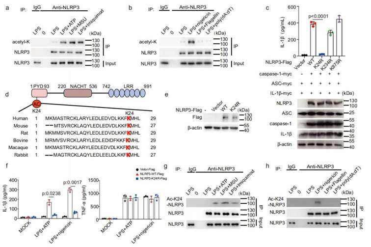 NLRP3 Lys24 acetylation promotes activation of inflammatory vesicles