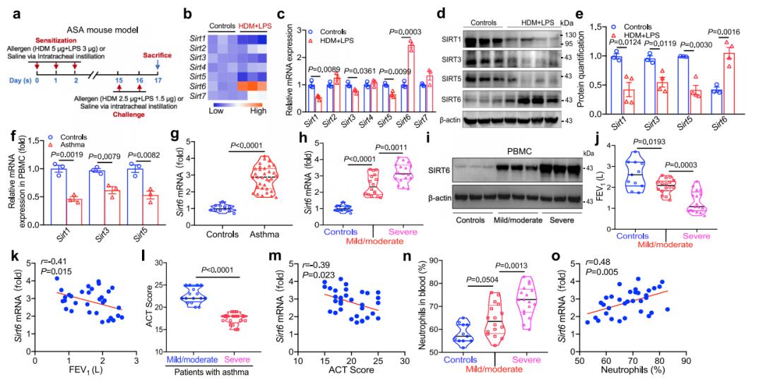 The expression level of SIRT6 is positively correlated with the severity of asthma.