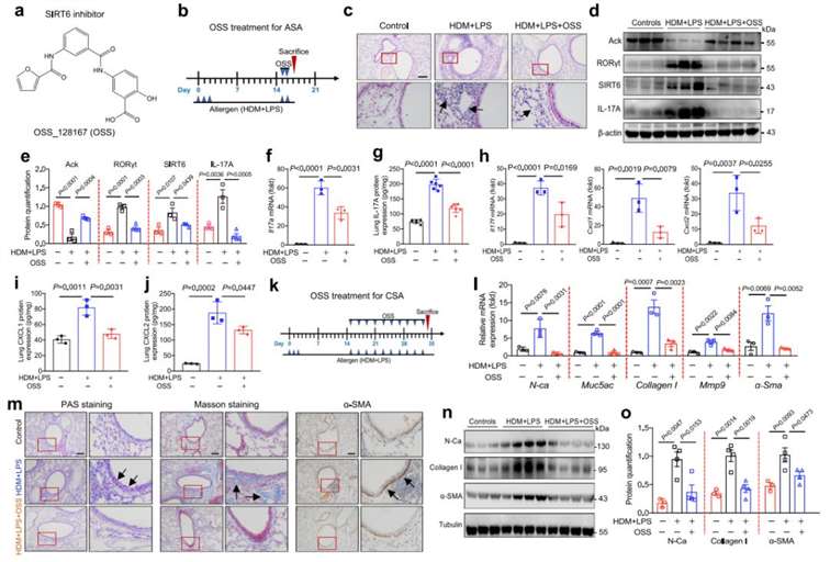 SIRT6 Inhibitor OSS_128167 (OSS) Prevents Airway Remodeling in Asthma Mice