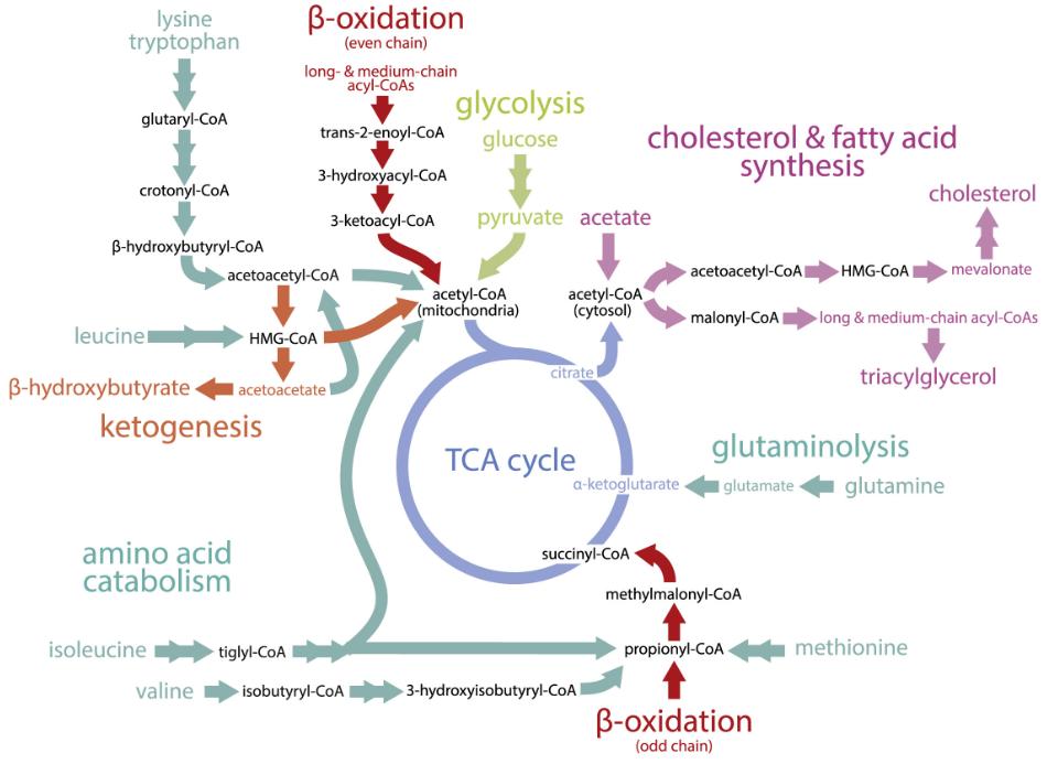 Overview of metabolic pathways containing abundant acyl-CoA species