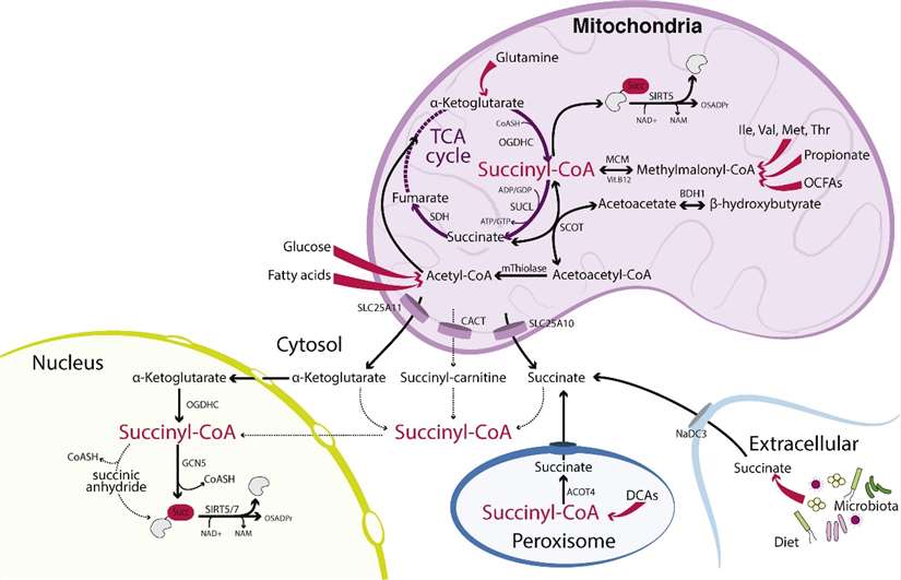 Compartmentalisation of metabolic pathways involving succinyl-CoA and protein succinylation indicates distinct regulation of succinyl-CoA metabolism in the mitochondria, cytosol, peroxisomes and nucleus