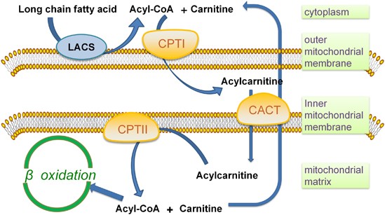 The regulation of FAO on the mitochondrial membrane