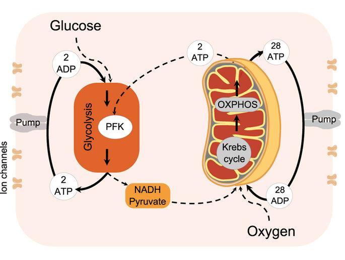 Cellular energy metabolism