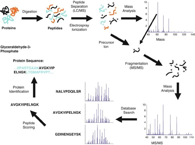 Protein Identification Analysis