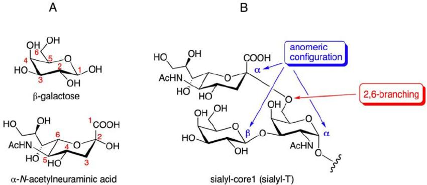 Advancements in Glycan Structure Determination Techniques