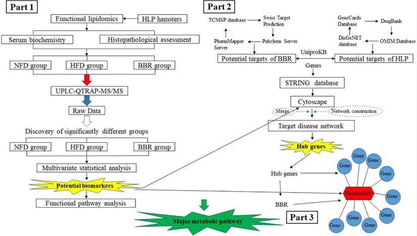 Flowchart of the integrated strategy platform. Part 1: The mechanism of berberine (BBR) in the treatment of hyperlipidemia (HLP) was comprehensively described based on targeted lipidomics.