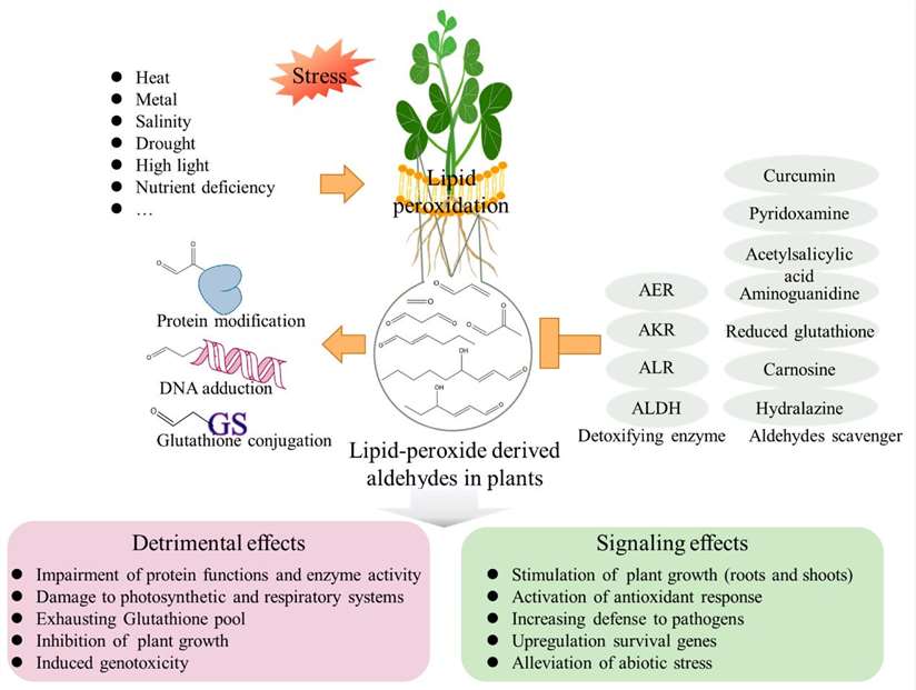 The role of lipid-peroxide-derived aldehydes in plants