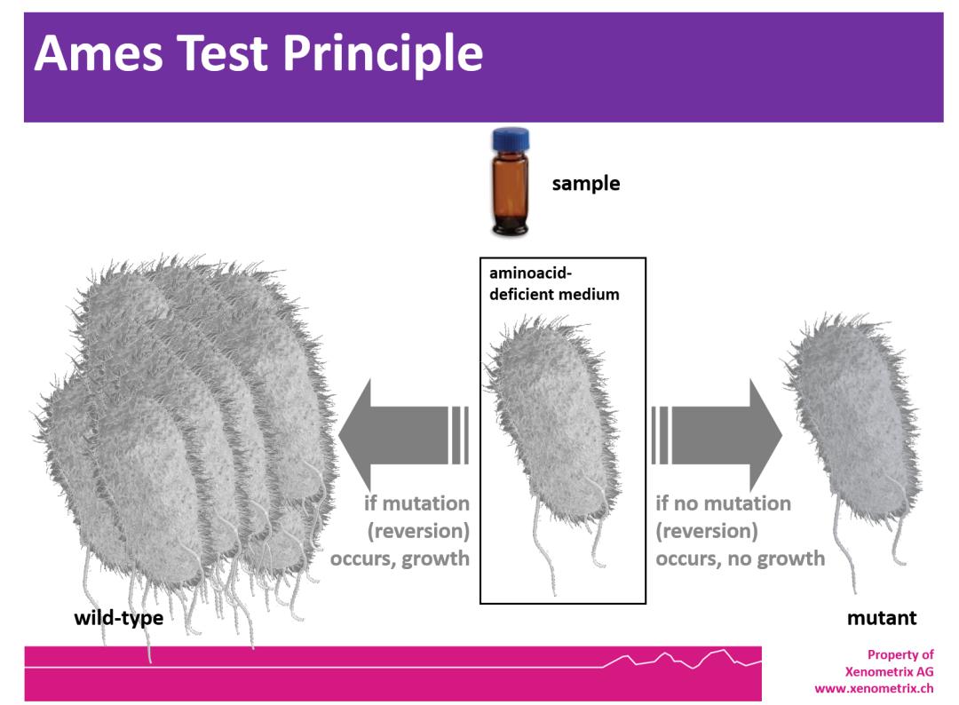 Ames Test