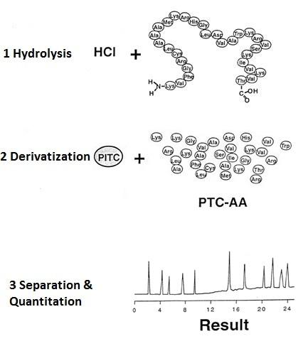 Amino Acid Analysis (AAA)