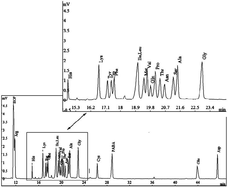 Electropherogram showing separation of the PTC-amino acid