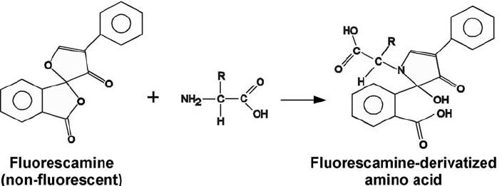 Reaction of fluorescamine with an amino acid