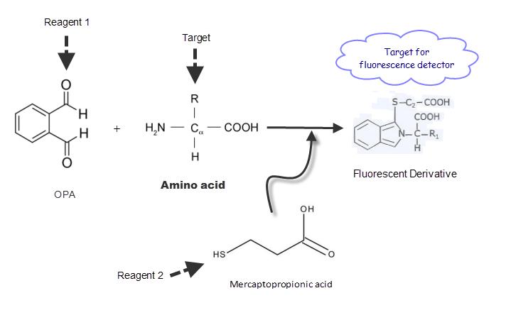 Precolumn derivatization analysis of amino acids with HPLC