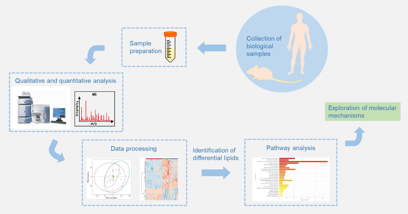 A typical flow chart of MS-based lipidomic analysis. MS-based lipidomics typically involves sample preparation, lipid separation and MS analysis, and data processing. Subsequently, bioinformatic analysis is further utilized to explore the molecular mechanisms involved in physiological or pathological phenotypes.