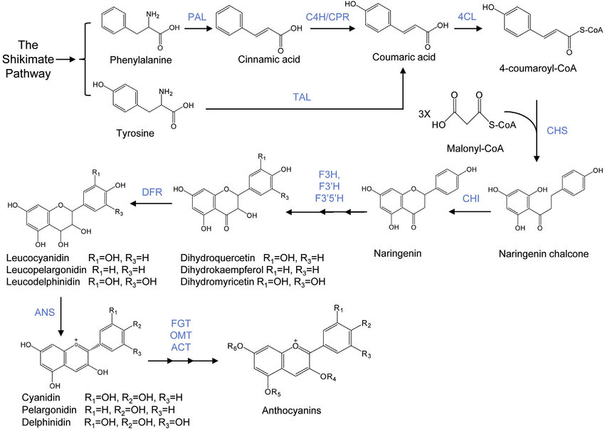 The pathway of anthocyanin biosynthesis in plants