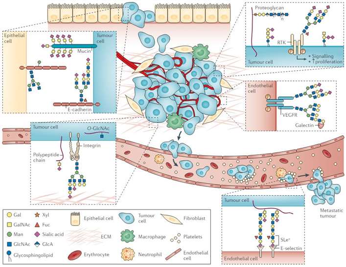 Role of glycans in cancer development and progression