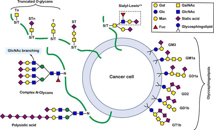 Common glycoconjugates in mammalian cells