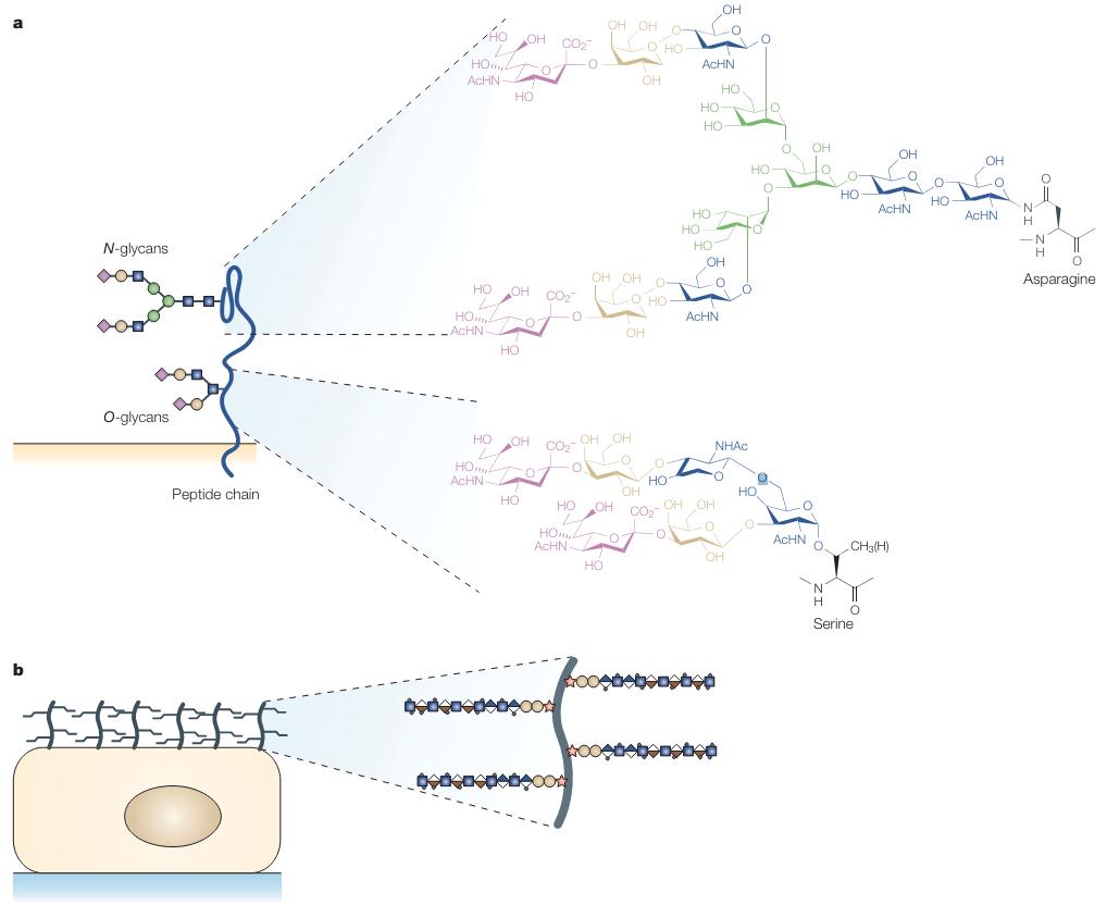 Biological roles of branched and linear glycans