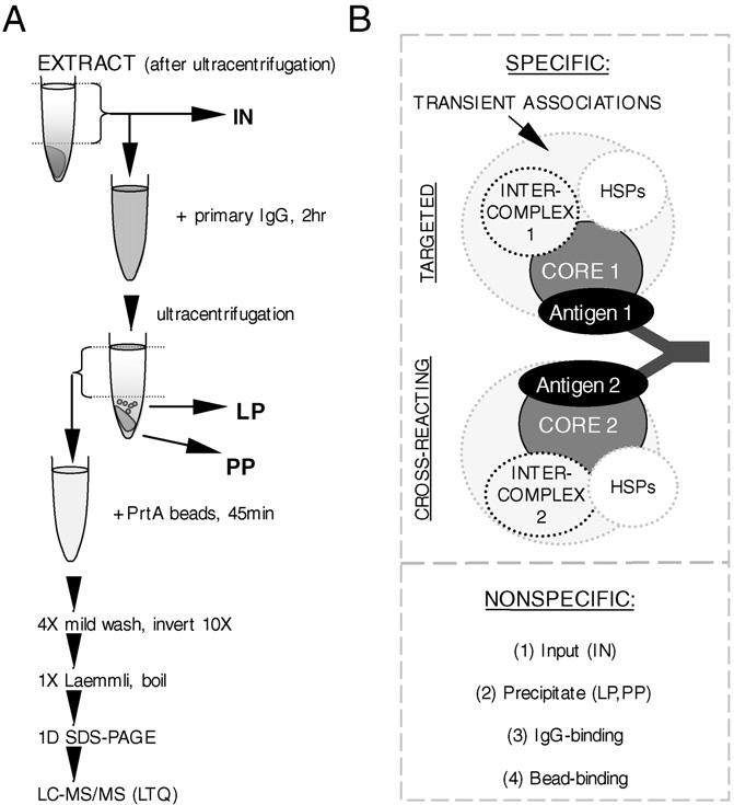 Application of Immunoprecipitation