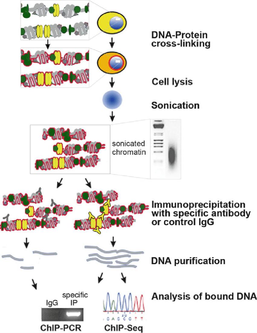 Chromatin immunoprecipitation (ChIP) in vivo principle