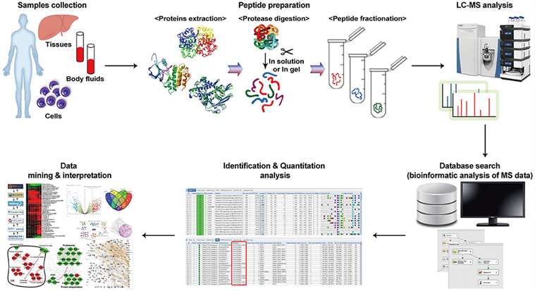 Workflow of the proteomics investigation