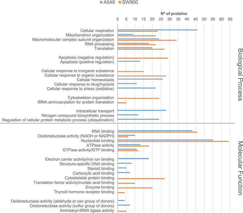 GO analysis of the specific proteins of adenocarcinoma and squamous carcinoma cell lines: biological process and molecular function