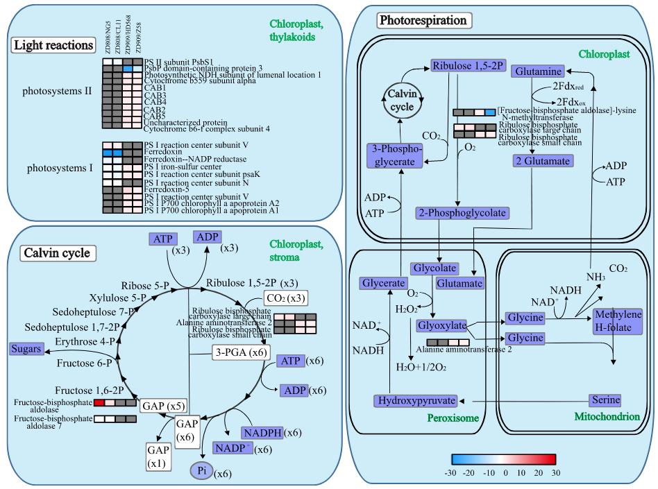 Enhancement of Photosynthesis (PS)-Related Pathways in ZD909