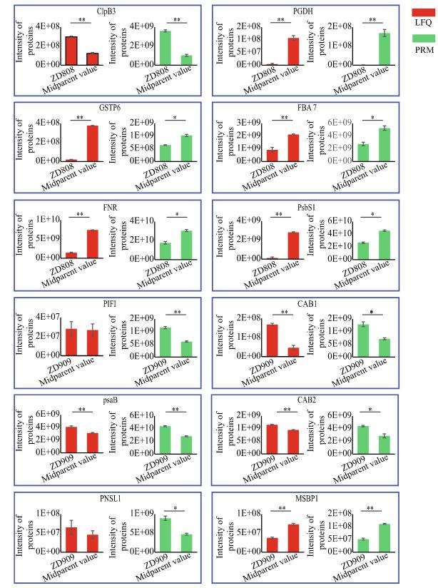 Parallel Reaction Monitoring (PRM) Validation