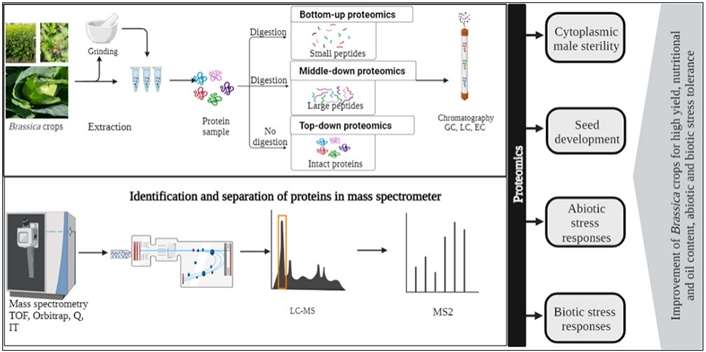 Workflow of Proteomics