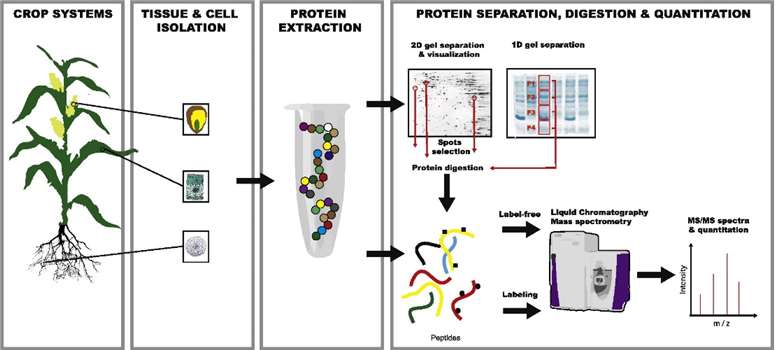 Proteomics of model and crop plant species