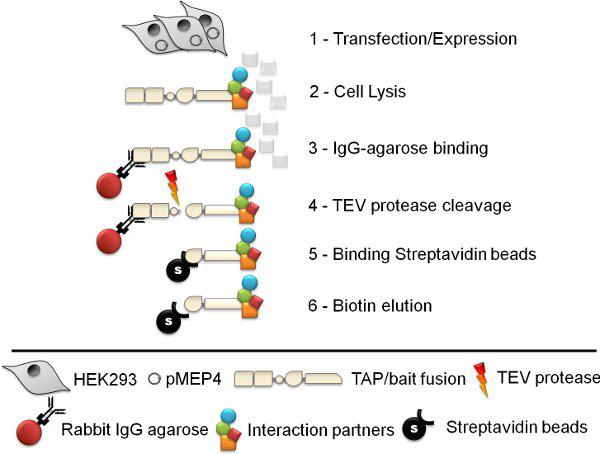 Schematic of the tandem affinity purification procedure