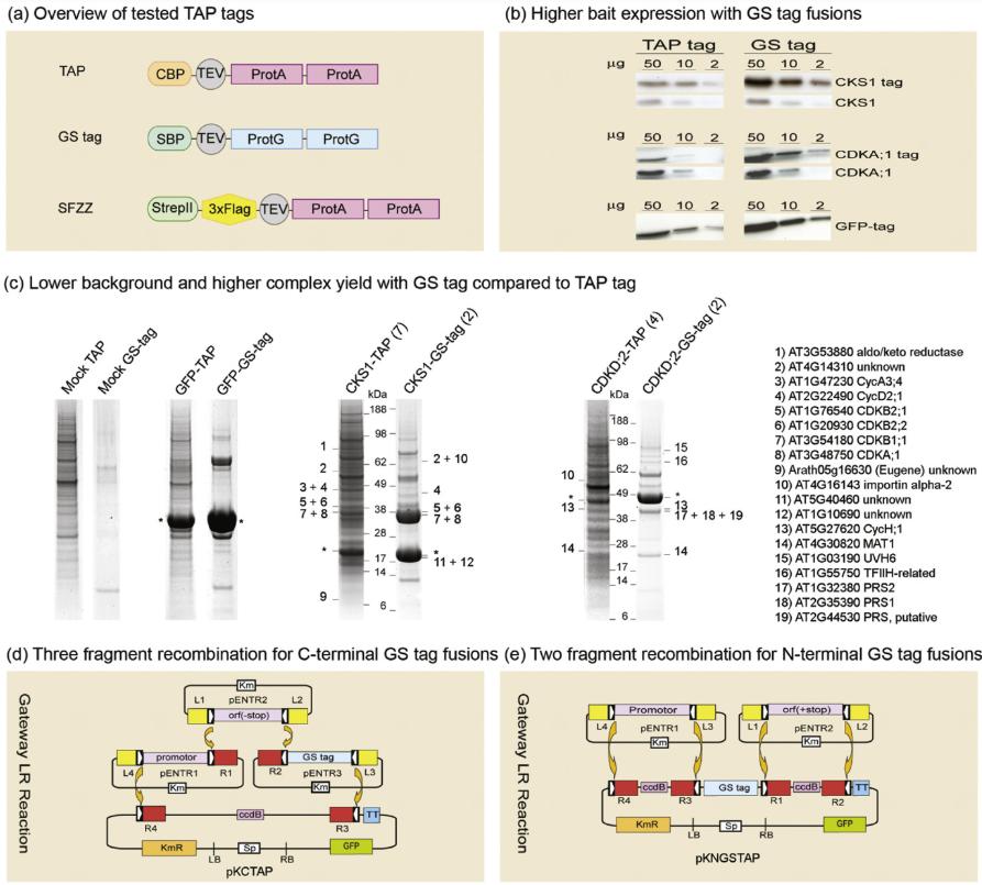 Evaluation of alternative TAP tags in Arabidopsis cell suspension culture