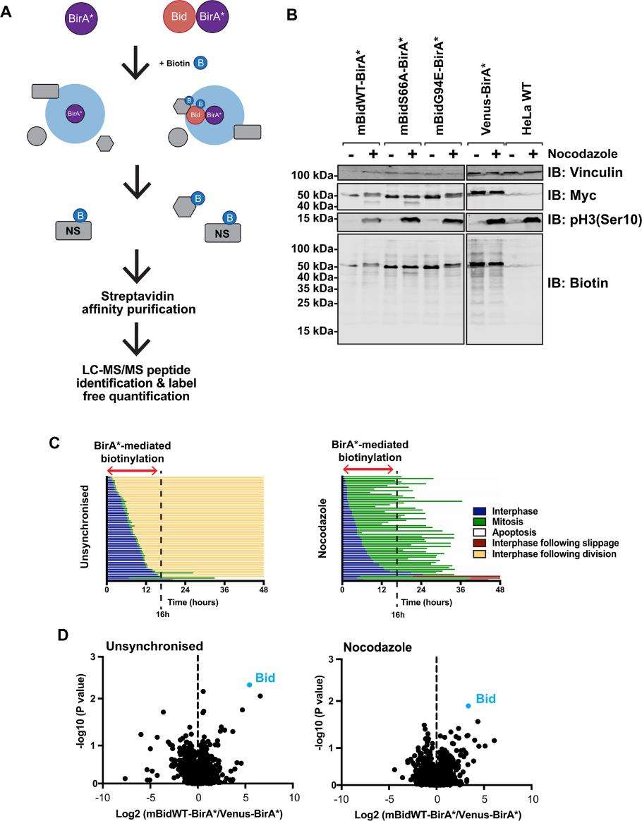 A Schematic diagram of BioID labelling strategy. B HeLa cells, either wild type or stably expressing mBidWT–BirA*, mBidS66A–BirA*, mBidG94E–BirA* or venus BirA*, were grown with 50 µM biotin for 16 h in the presence (+) or absence (−) of nocodazole. C Single-cell-fate profiles of HeLa cells in the presence or absence of nocodazole, imaged over 48 h. D Volcano plot of mean- fold change of biotinylated protein abundance for mBidWT–BirA* vs. venus-BirA* control for unsynchronised and nocodazole-treated samples