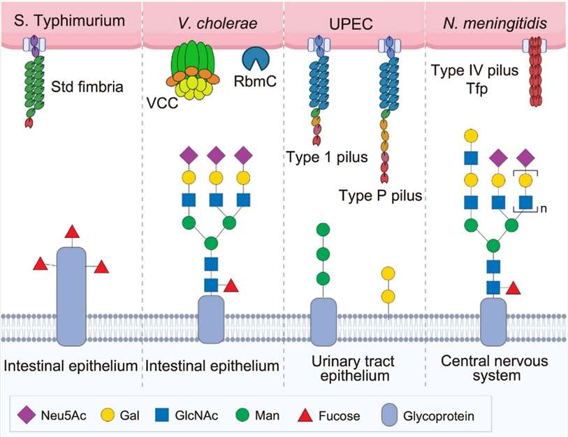 Applications of Glycomics in Microbiology