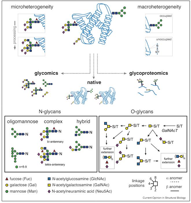 Mass spectrometry for glycoproteins covers glycomics (isolated glycans), glycoproteomics (enzyme-digested peptides for glycosylation), and native analysis of intact glycoproteins.