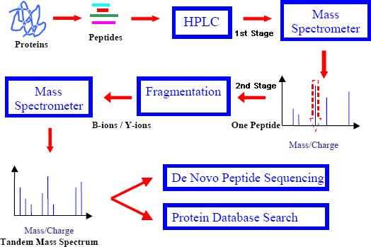 Pipeline involved in Peptide Sequencing using Tandem Mass Spectrometry