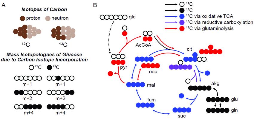 Principles of Stable-Isotope Tracing