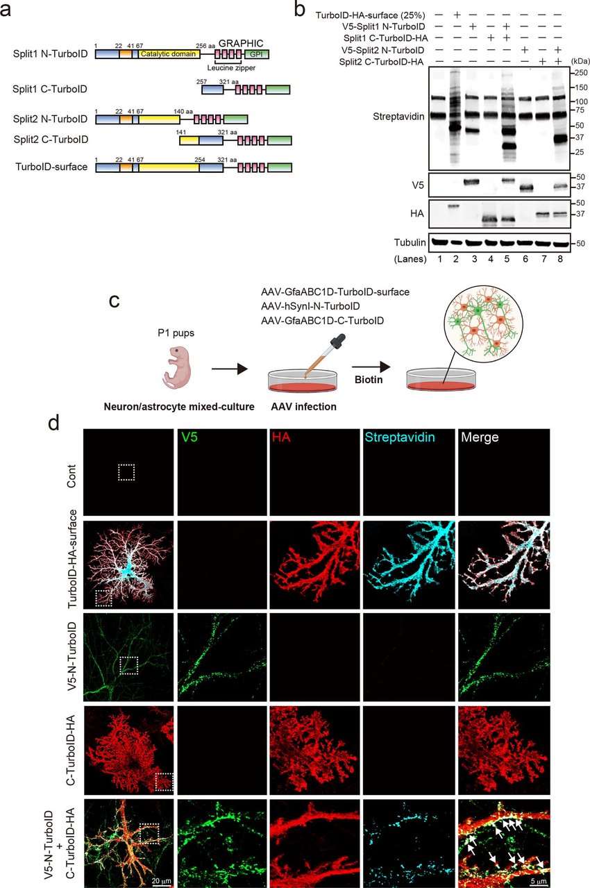 The reconstituted activity of Split-TurboID in neurons and astrocytes in vitro