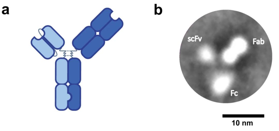 Figure 1: Zanidatamab Structure